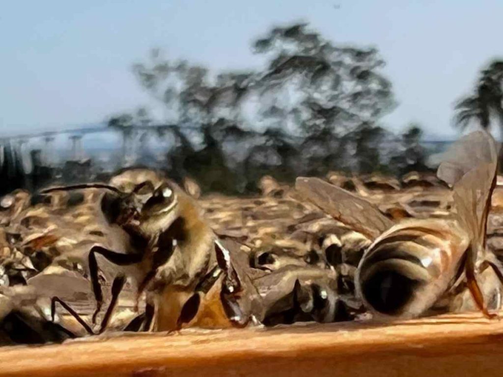 Close-up of honeybees