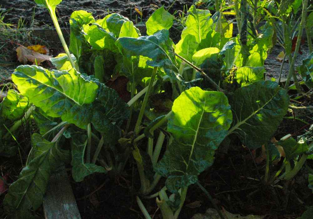 Swiss chard growing in our garden in mid-November, still shooting up stalks.